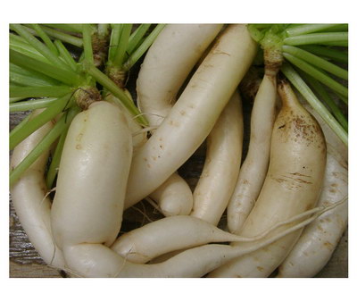 Lobak radis dan talas adalah contoh sayuran