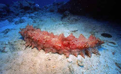 sea cucumber