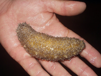 Florida sea cucumber