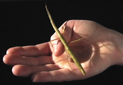 walking stick insect pet