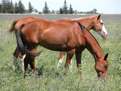 Caballos de polo de Coronel Suarez