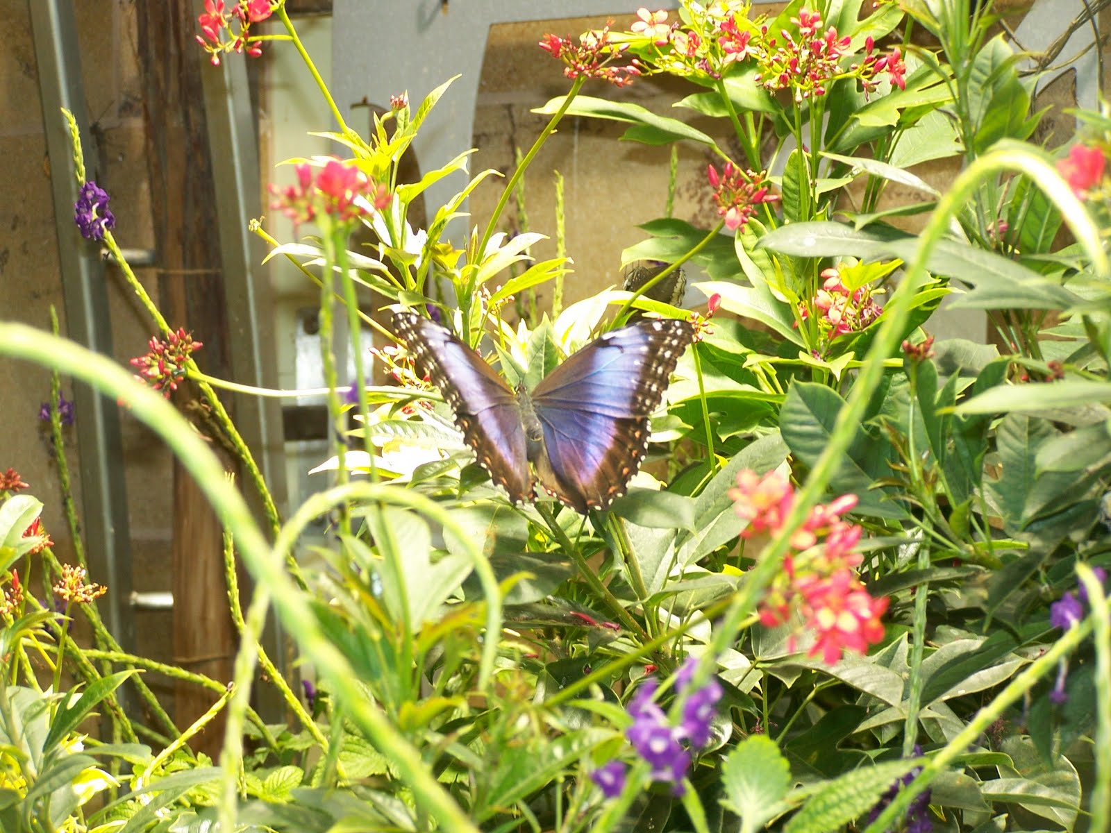 [Blue+Butterfly.JPG]