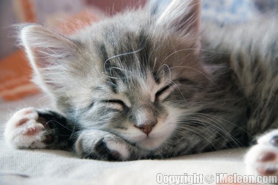 mar Cute+kittens+sleeping
