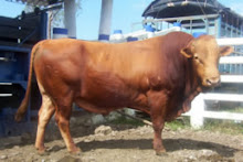 Raza de ganado san martinero