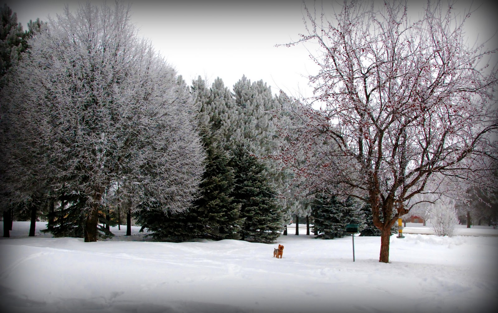 [HoaryFrost_0244.jpg]