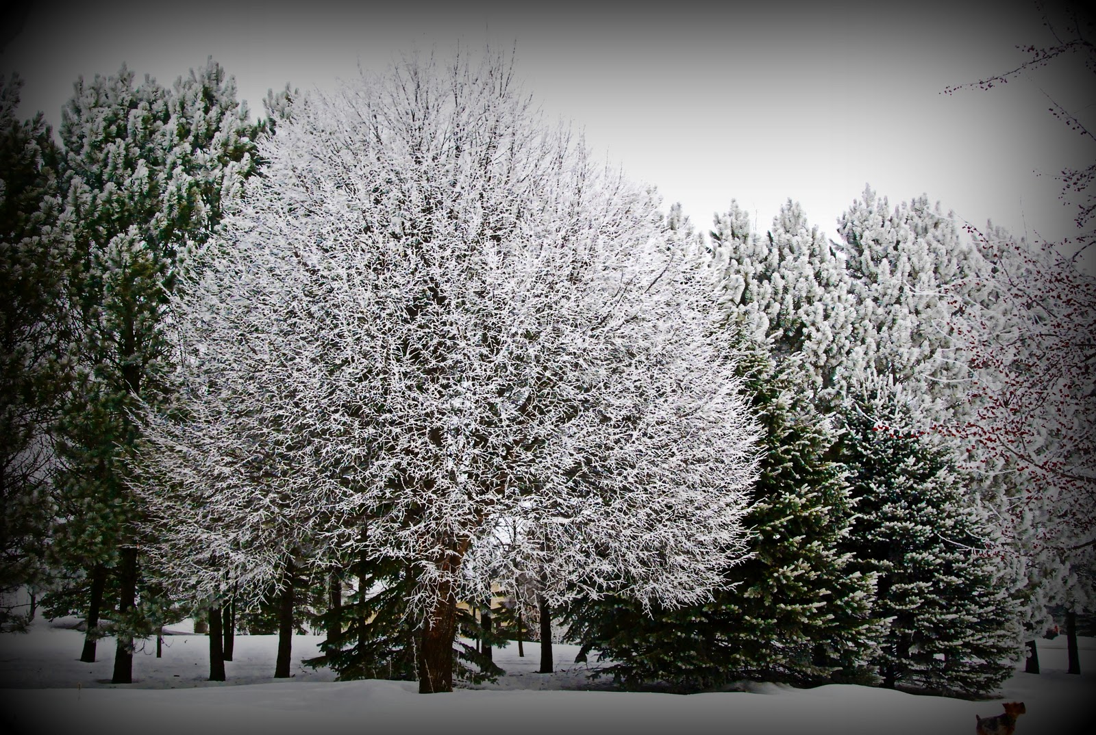 [HoaryFrost_0240.jpg]