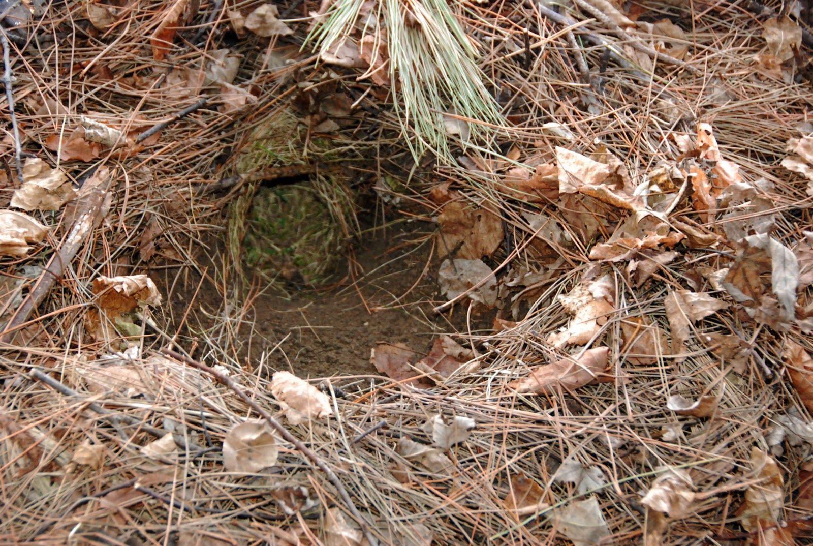 [bunnynest_0647.jpg]