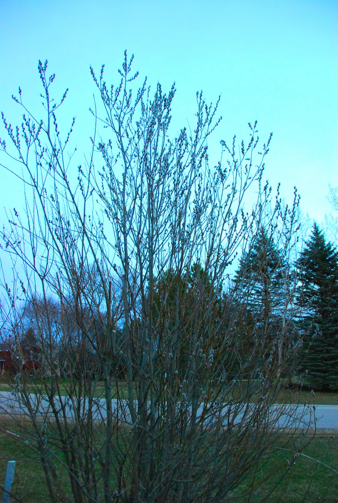 [pussywillow_0655.jpg]