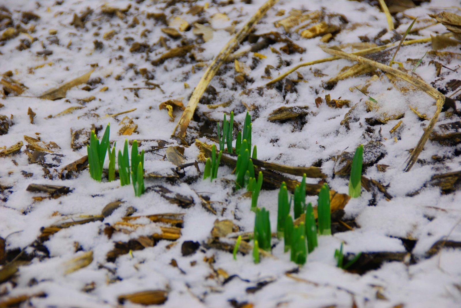 [snow+on+daffodils.jpg]
