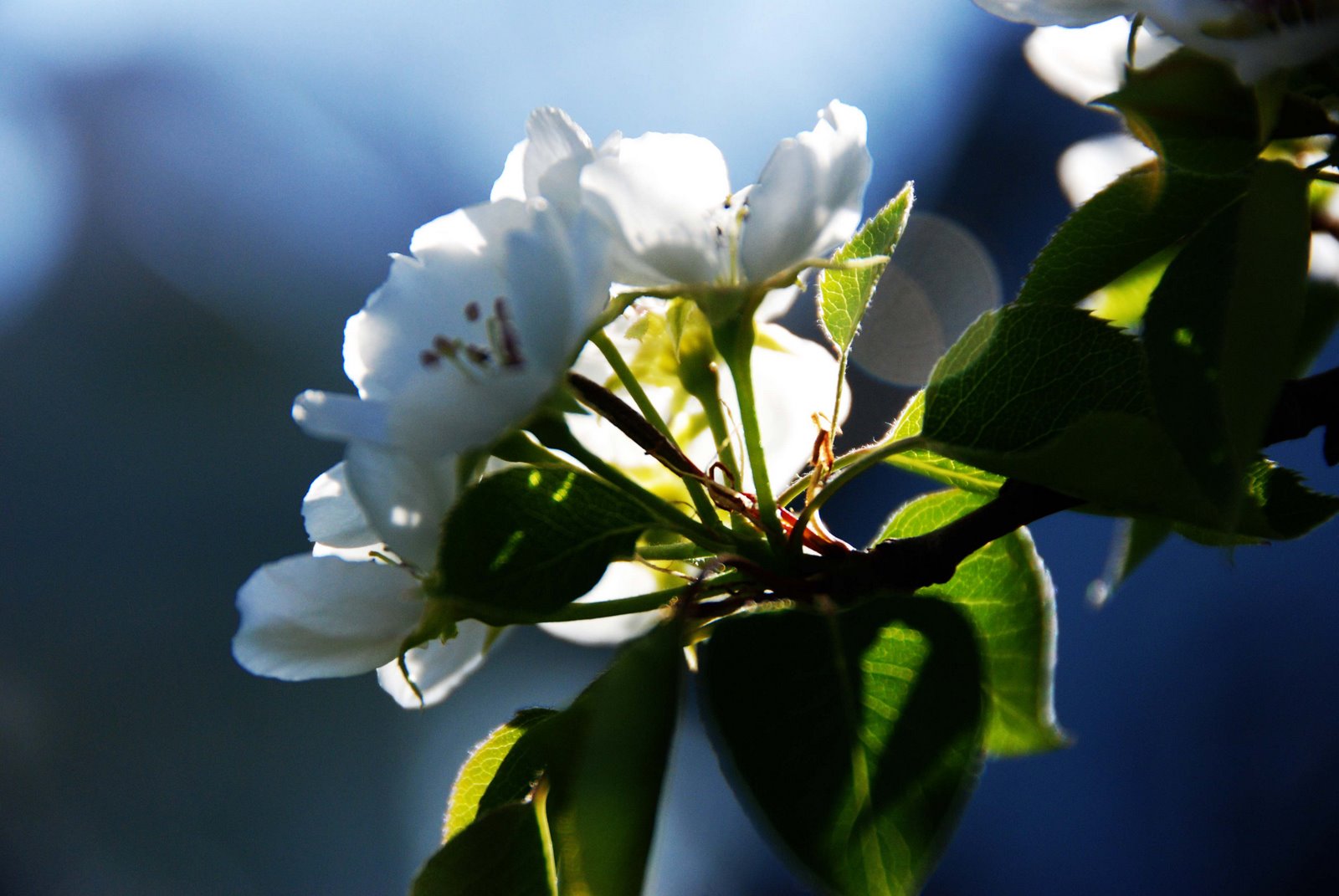 [pear+blossom+1.jpg]