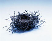 [nest.jpg]