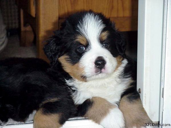 [bernese_mountain_dog_puppy_2.jpg]