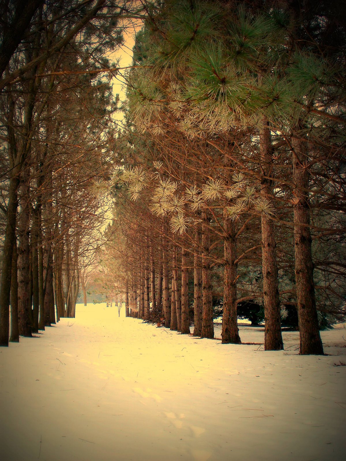 [pines.jpg]