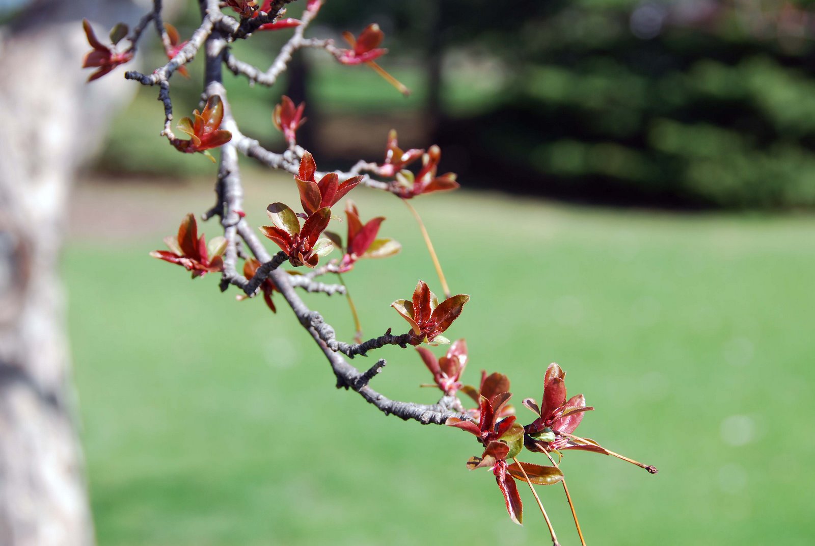 [crabapple,+April+28,+2008.jpg]