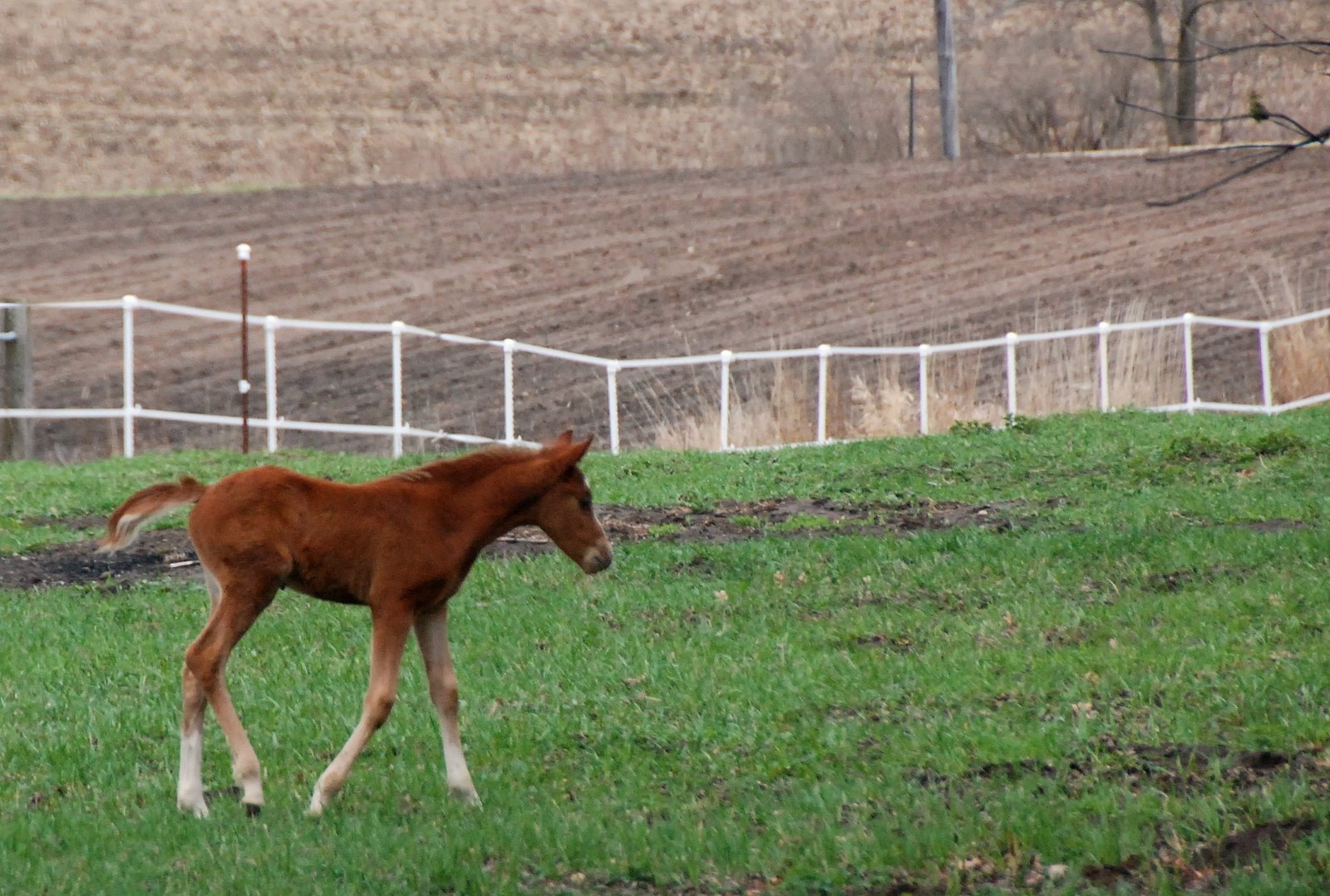 [colt3.jpg]