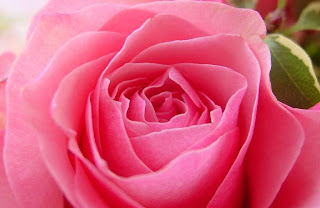 hos resimler manzara doga gul cicek deniz sehir guller