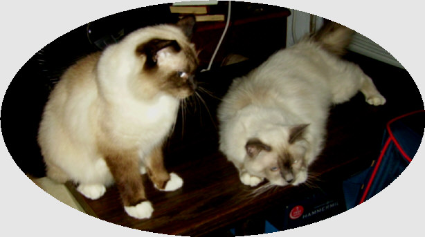 mystic ragdolls