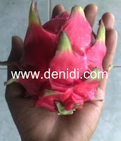 khasiat buah naga