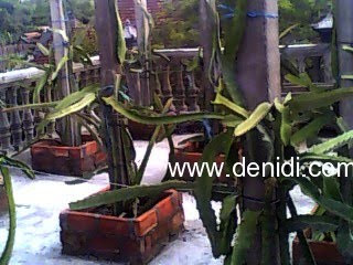 bertanam buah naga