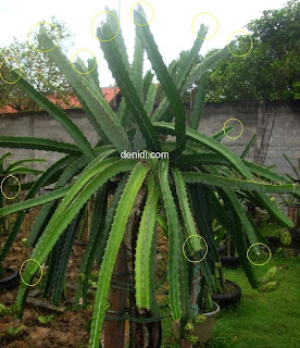 buah naga