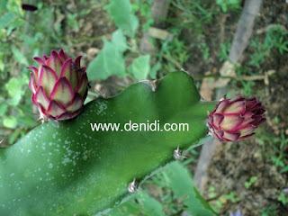 Bunga Buah Naga