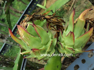 buah naga