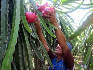 buah naga