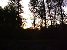 My Backyard Sunset