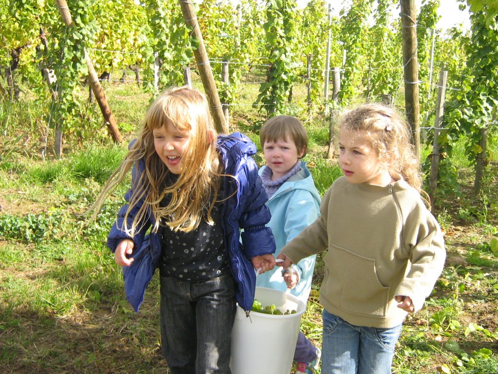 http://4.bp.blogspot.com/_PAyretVQIXo/TKY5USmuIqI/AAAAAAAAAsE/lWpPWoIkJOE/s1600/vendanges+008.jpg