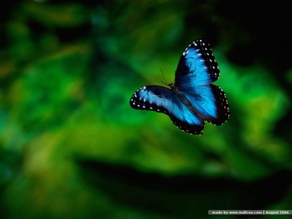 http://4.bp.blogspot.com/_PBIaOefsDXI/TCRfhtU3cVI/AAAAAAAACJE/Hp38RfwXEXY/s1600/butterfly-wallpaper1.jpg