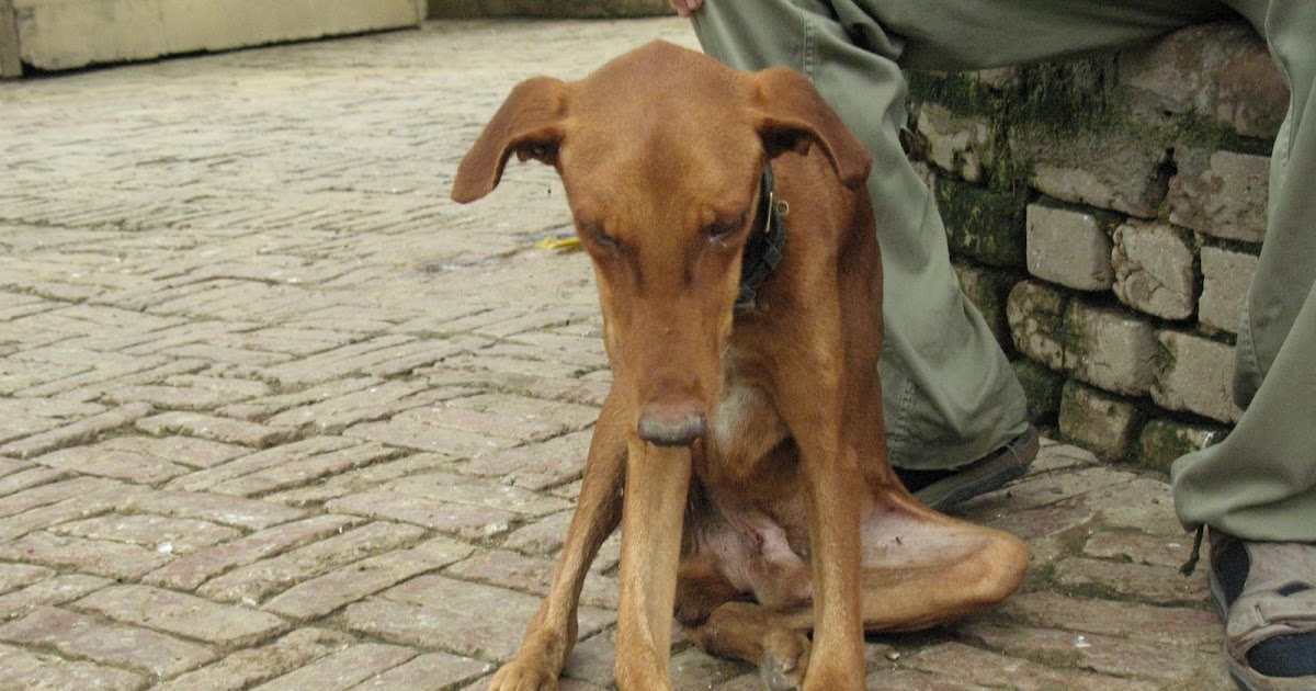 geetasharmavet rickets in a dog