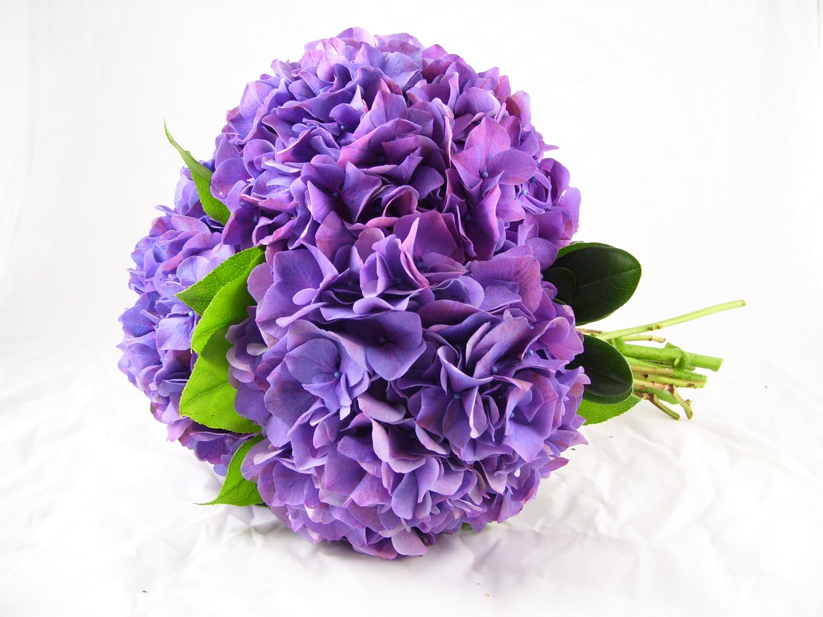 http://4.bp.blogspot.com/_PBW4mKNj44g/S8yYLpmX08I/AAAAAAAAAqY/PYlrk6KgQIs/s1600/hydrangea%2Bbridesmaid%2Bbouquet.jpg