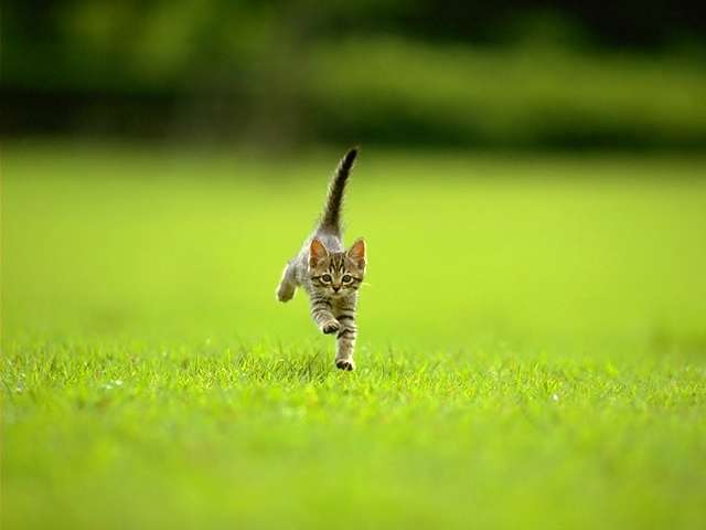[kitten-1.jpg]