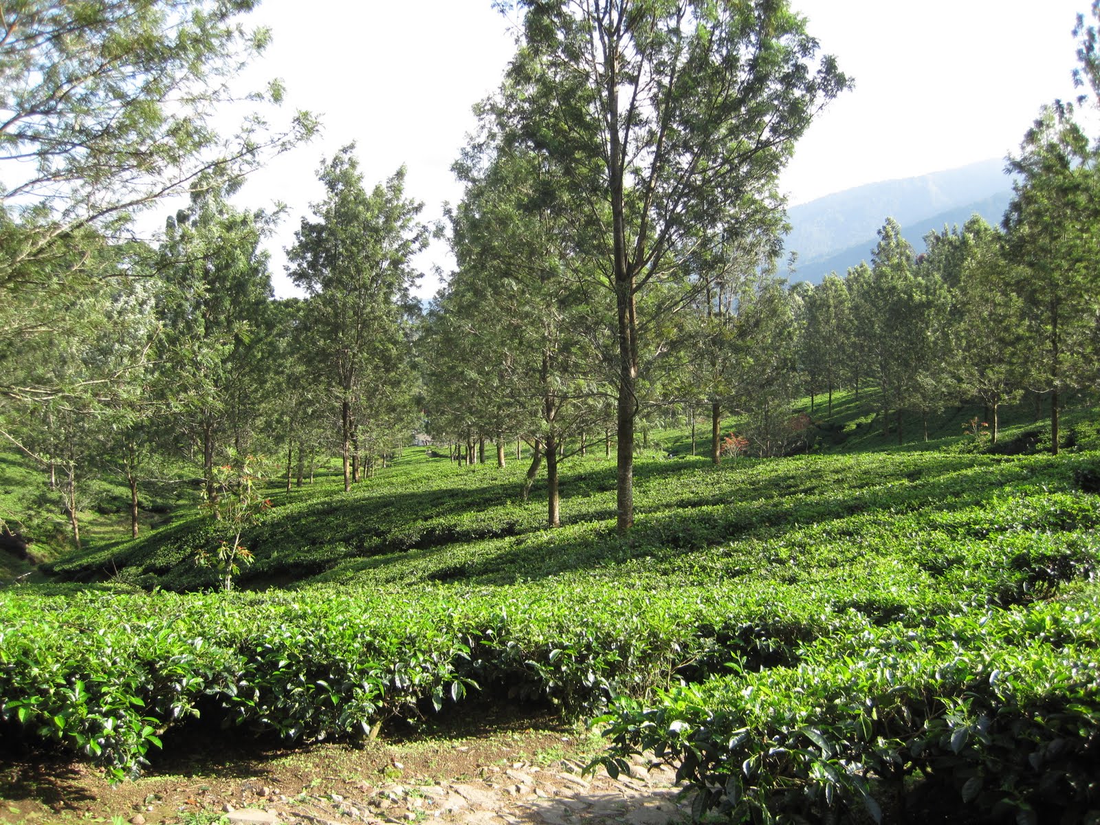 The Tea Gastronomer Puncak Tea Plantation, Puncak, West Java, Indonesia