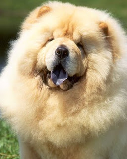 Kopekler Nasil Egitilir Ve Neyle Beslenir Uzmanindan Chow Chow Cin Aslani