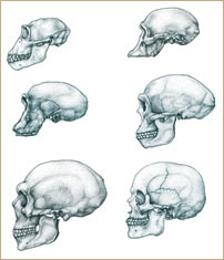 Spitzer Hall of Human Origins