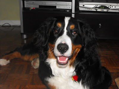 rencontre bouvier bernois