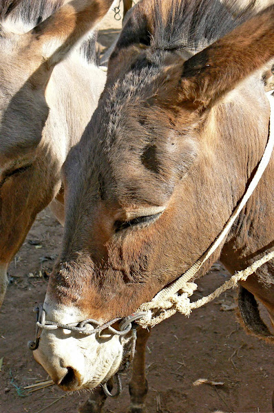 Close Up of a Donkey