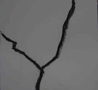 tree lines 12