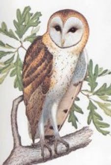 Annotated Checklist of Georgia Birds (ACOGB)
