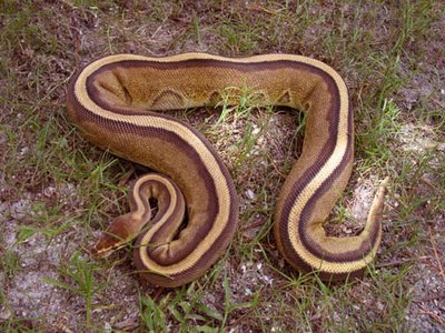 [6.+Striped+Ball+Python.jpeg]
