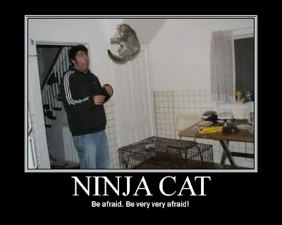 Khallane tu pues Ninja+cat