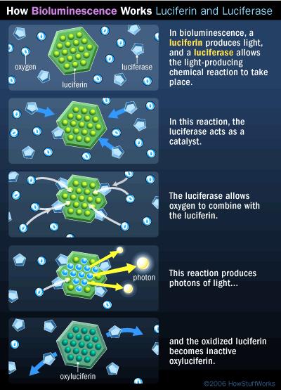 How Bioluminescence Works
