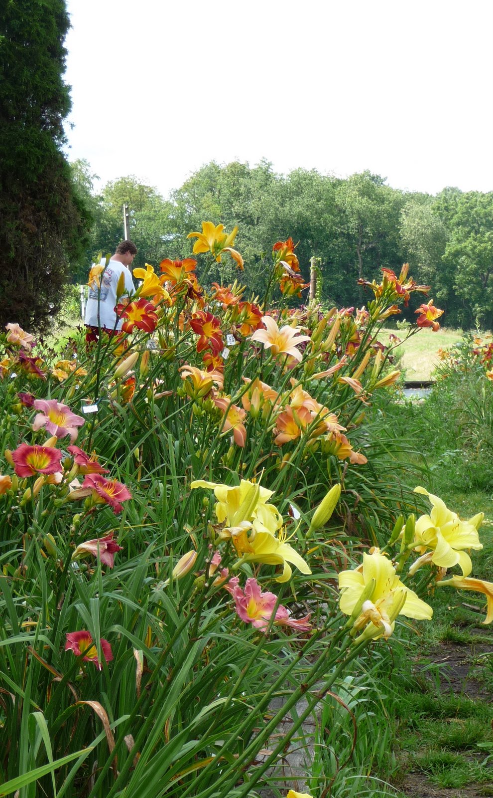 [Patty's+Daylilies+bed+in+bloom.jpg]
