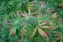 the burning bush