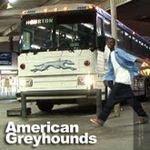 American Greyhound
