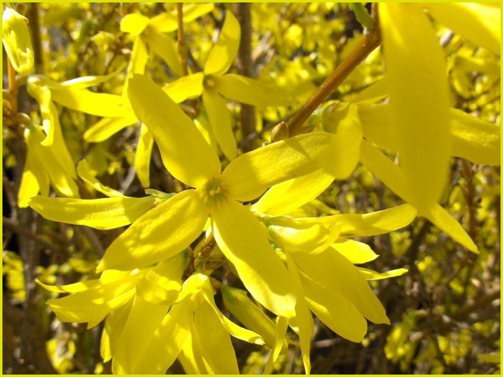 [forsythia.jpg]