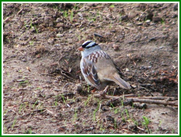 [White-crowned+Sparrow+bordered.jpg]