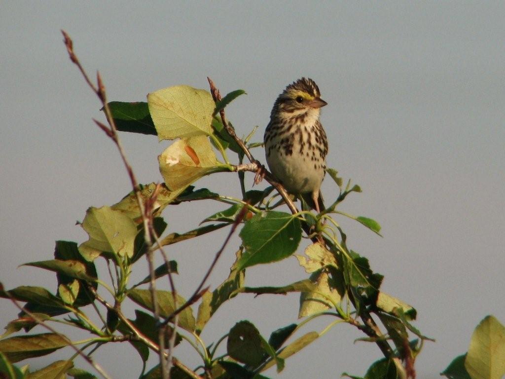 [Savannah+Sparrow.jpg]