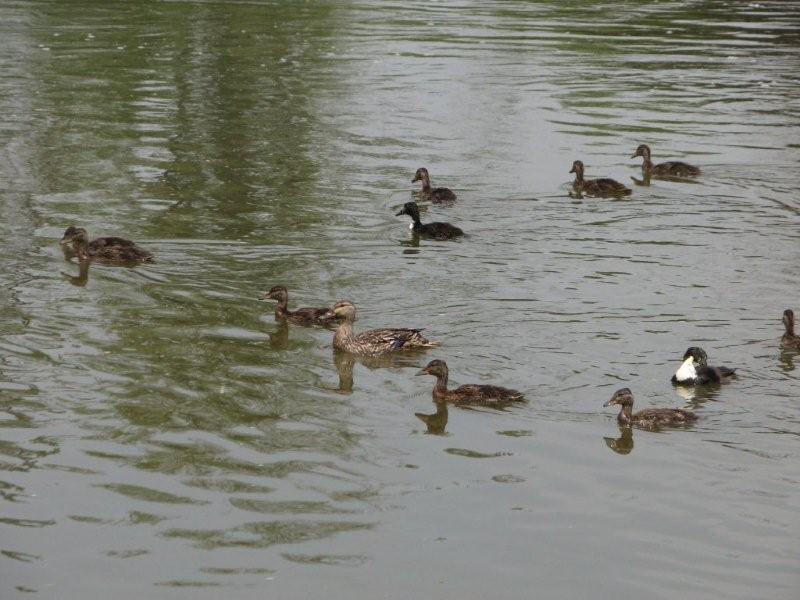[MAllard.jpg]